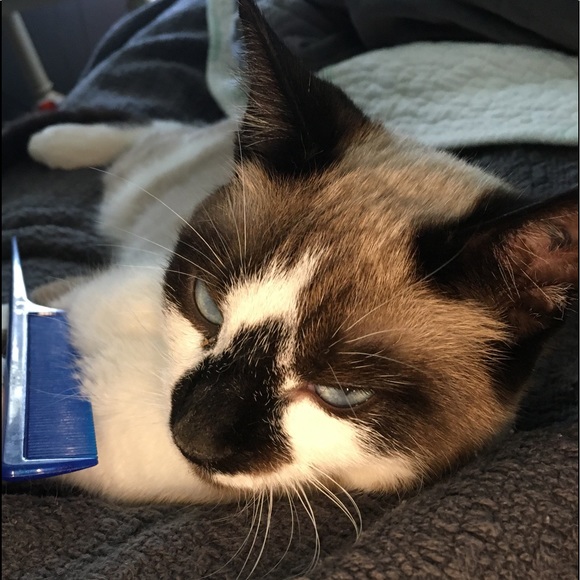 Timber's Styling Tip #1 - Take Fashion By The Paws - Picture 5 of 5